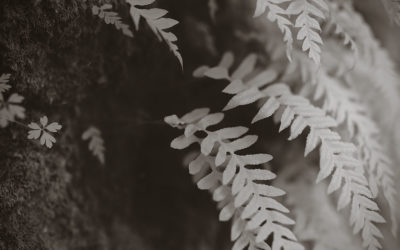 Fern and Infra Red Tree in Saratoga