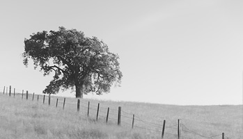 Tree in Morgan Hill